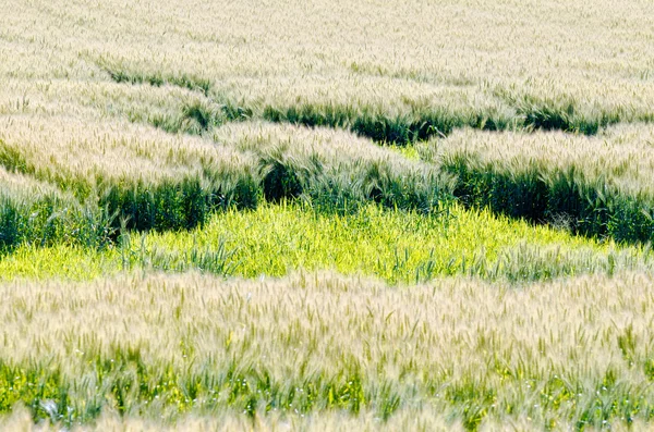 Geel veld van tarwe — Stockfoto