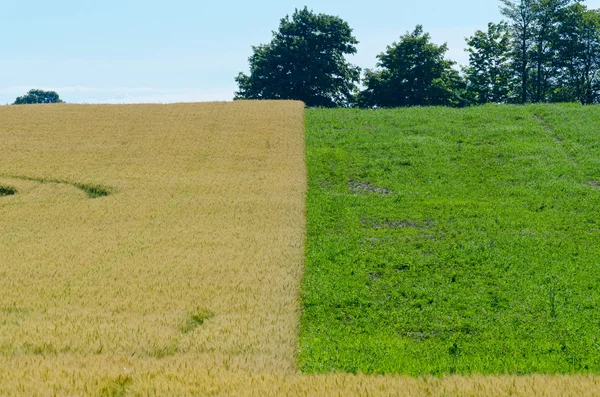 Campo giallo di grano — Foto Stock