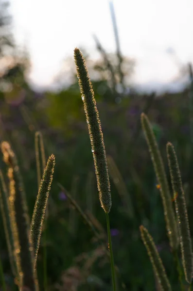 Droog bruin gras — Stockfoto