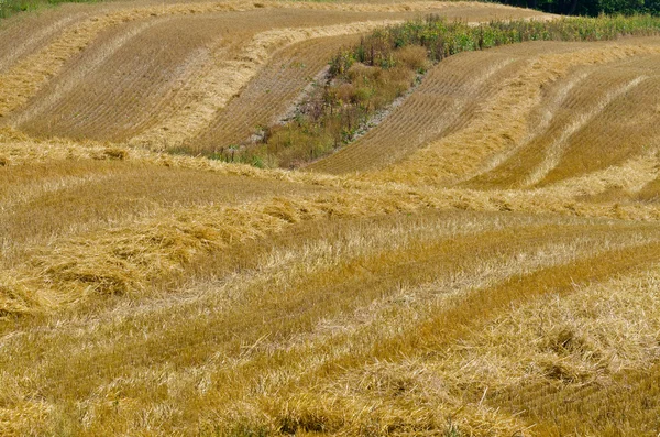 Жёлтые поля — стоковое фото