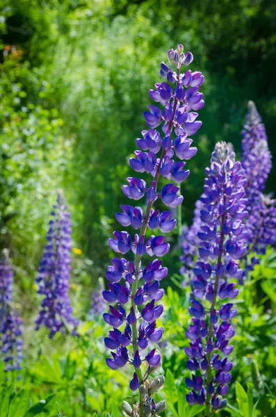 Purple and pink lupins — Stock Photo, Image