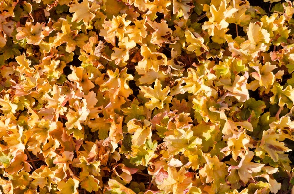 Gul döda löv — Stockfoto