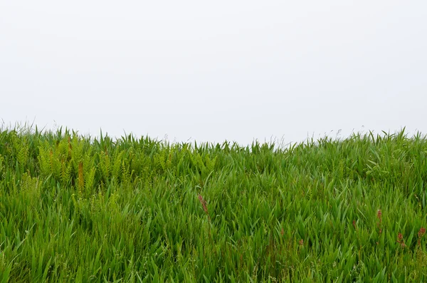 Mist in Newfoundland — Stockfoto