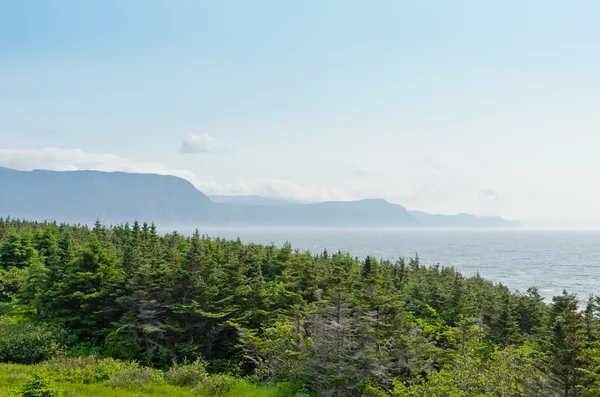 Ньюфаундлендское побережье в летнее время — стоковое фото