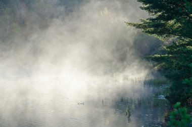 Orman göl üzerindeki gündoğumu