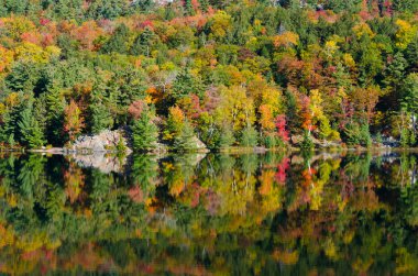 Orman göl üzerindeki gündoğumu