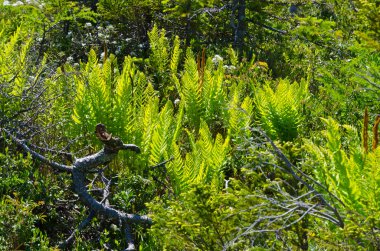 Gros morne Milli Parkı