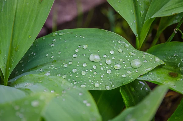 Lily-van-de-vallei — Stockfoto