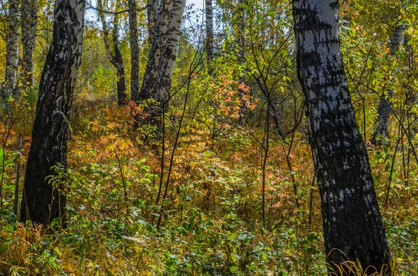 Bos in de herfst — Stockfoto