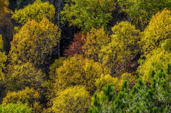 Imagem das árvores coloridas — Fotografia de Stock