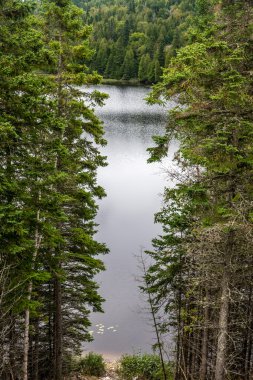 Ontario yeşil orman