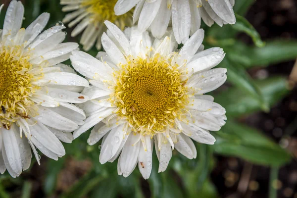 Shasta Daisy flores — Fotografia de Stock