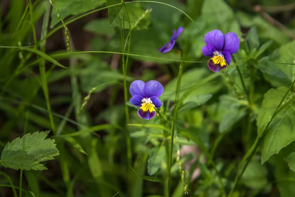 Flores pensamiento (Viola tricolor) — Foto de Stock