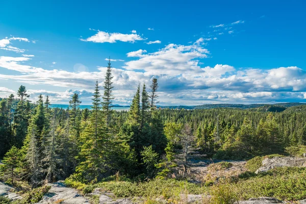 Ontario forêt verte — Photo