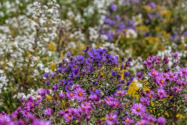 Aster de Nueva Inglaterra —  Fotos de Stock