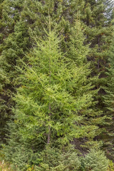 Ontário verde Floresta — Fotografia de Stock