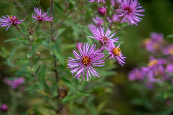 New England Aster Royaltyfria Stockbilder