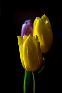 Sarı ve pembe laleler