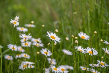 Shasta Daisy çiçekler. 