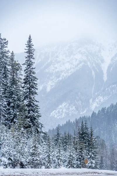 Picture of Rocky Mountains — Stock Photo, Image