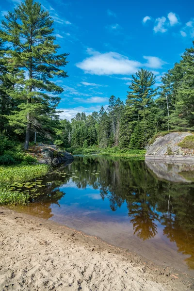 Foto van Forest lake — Stockfoto