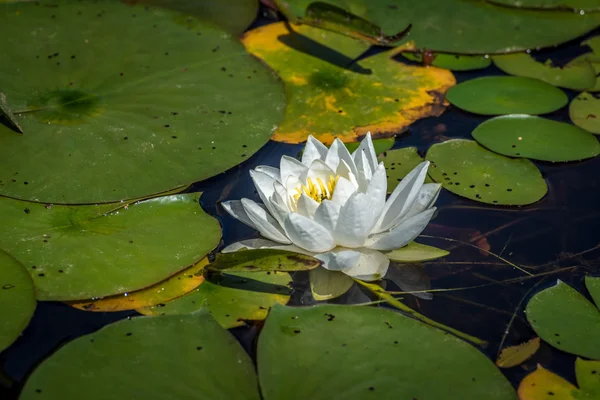 Image de Nymphaea alba — Photo