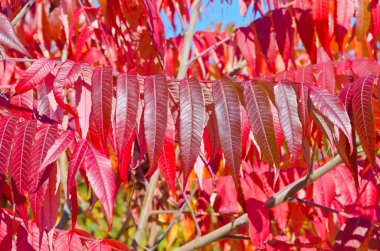 Sonbahar'ın renkli ağaçlar