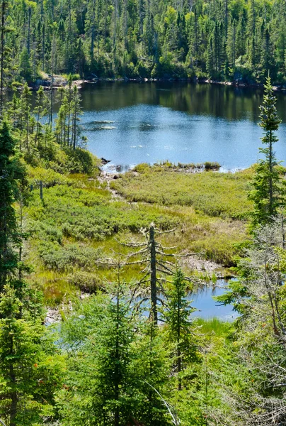 Lac forestier par temps ensoleillé — Photo