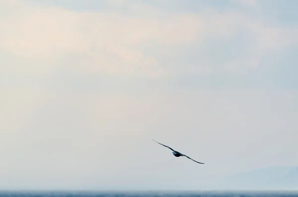 暗い空の鳥 — ストック写真