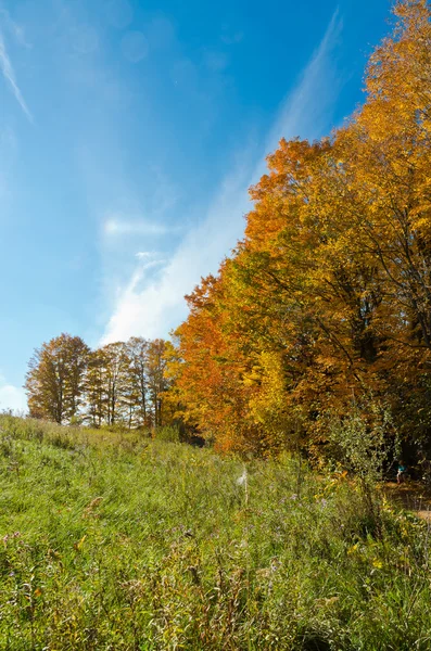 Цветущие деревья осени — стоковое фото