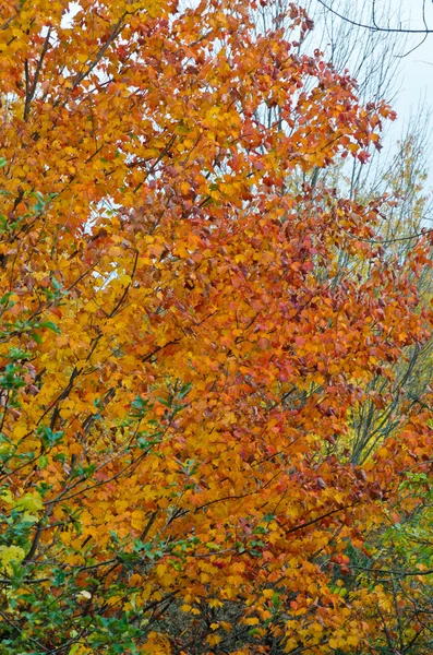 Höstens färgglada träd — Stockfoto