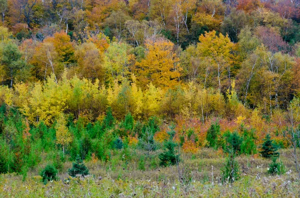 Høstens fargerike trær – stockfoto