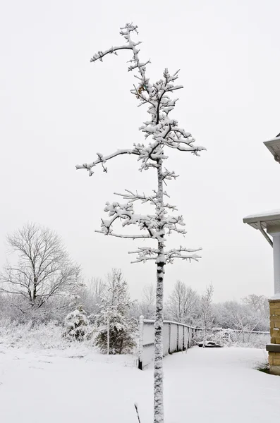 Tree in winter day — Stock Photo, Image