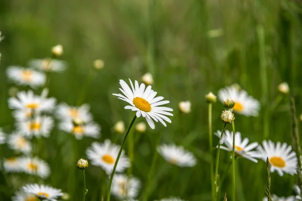 Flores Shasta Daisy Leucântemo Superbum — Fotografia de Stock