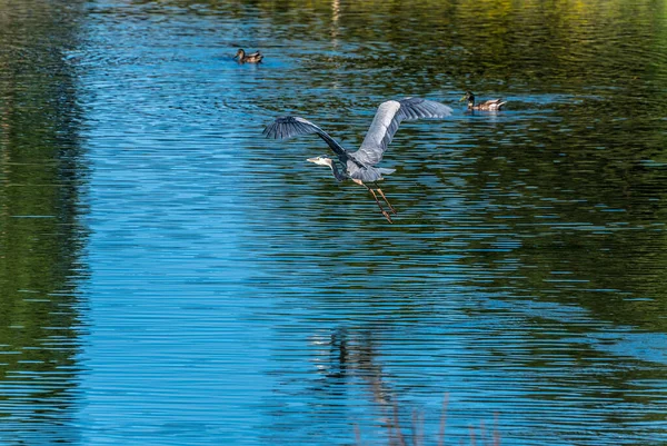 Grand Héron Vol Dessus Étang Markham Canada — Photo