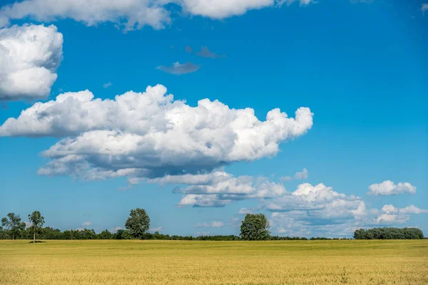 Pole Pszenicy Błękitne Niebo Chmurami Muskoka Stany Zjednoczone — Zdjęcie stockowe