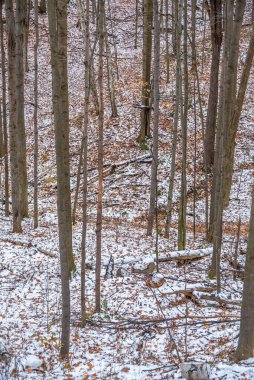 Kışın ormanda yerde kar var.