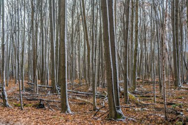 Kışın ormanda yerde kar var.