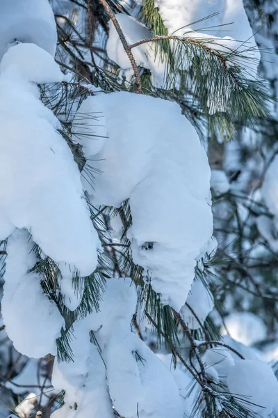 겨울에는 내리는 나무와 — 스톡 사진