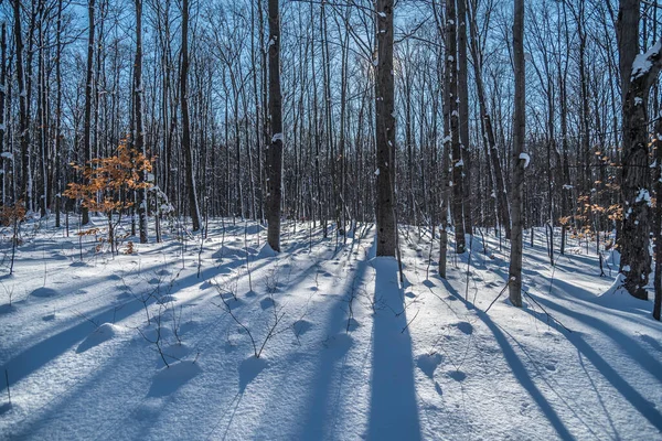 Alberi Terreno Sotto Neve Nella Soleggiata Giornata Invernale — Foto Stock