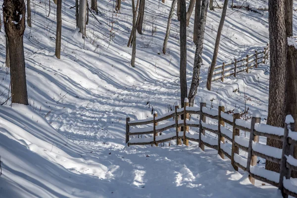 Śnieg Ziemi Lesie Zimą — Zdjęcie stockowe