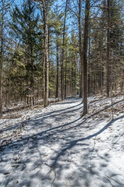 Nieve Suelo Bosque Primavera Canadá —  Fotos de Stock