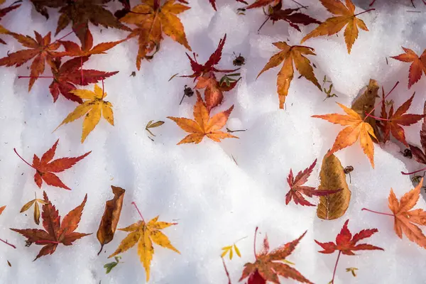 Folhas Bordo Vermelho Neve Branca — Fotografia de Stock