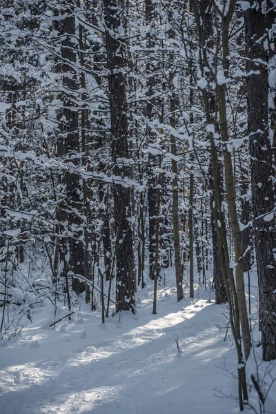 Zimní Slunný Les Středním Ontariu Kanada — Stock fotografie