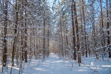 Ağaçlar ve toprak güneşli kış gününde kar altında.