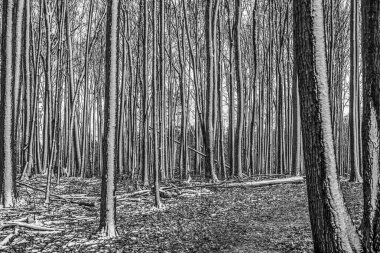 Kışın ormanda yerde kar var.