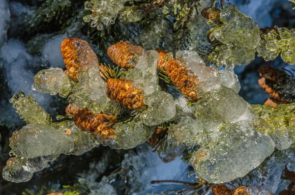 Ramitas Árboles Encerradas Hielo Después Una Tormenta Lluvia Helada —  Fotos de Stock