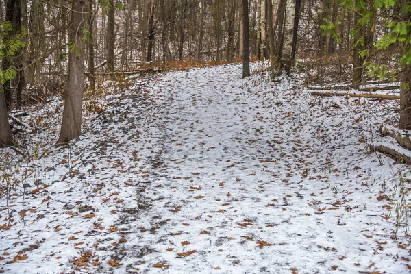 Śnieg Ziemi Lesie Zimą — Zdjęcie stockowe