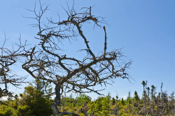 Ліс Спрюс Національному Парку Грос Морн — стокове фото