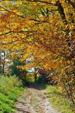 Sonbahar, parktaki renkli ağaçlardır. Ontario, Kanada